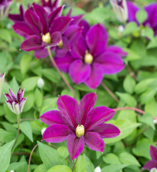 Клематис цветущий Импресс Оф Индия